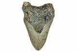 Bargain, Fossil Megalodon Tooth - North Carolina #349354-1